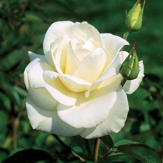 HOMENAJE POÉTICO A LAS MADRES, 1ª PARTE
